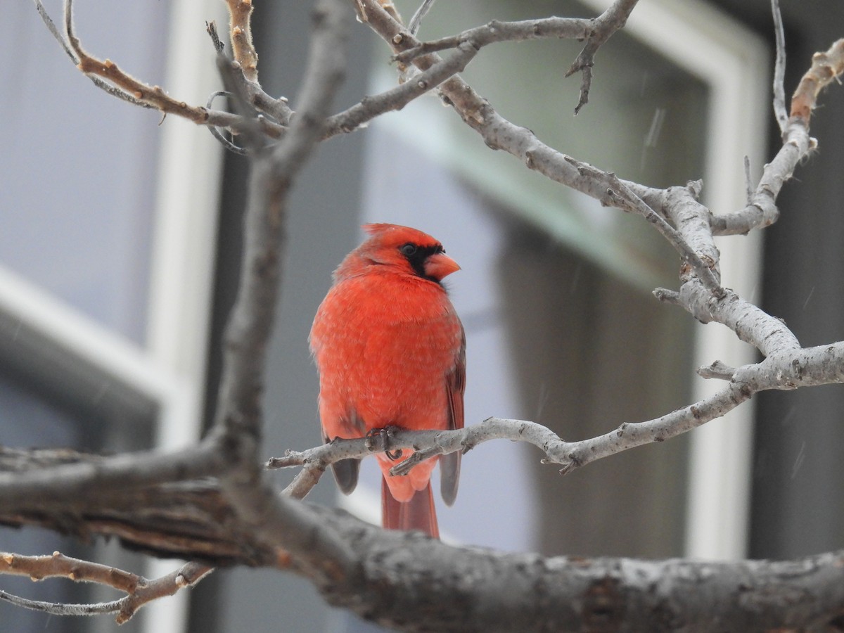 Northern Cardinal - ML646760313