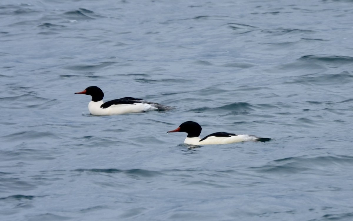 Serreta Grande - ML646760314