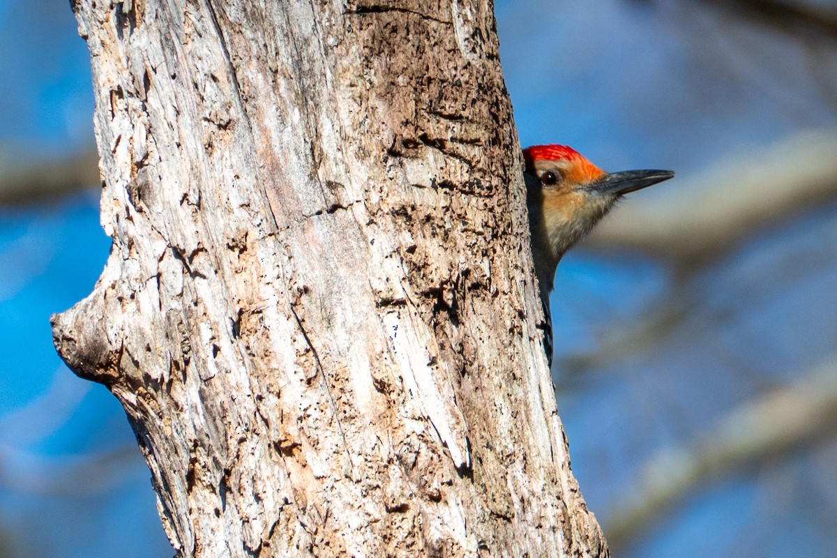 Red-bellied Woodpecker - ML646760318