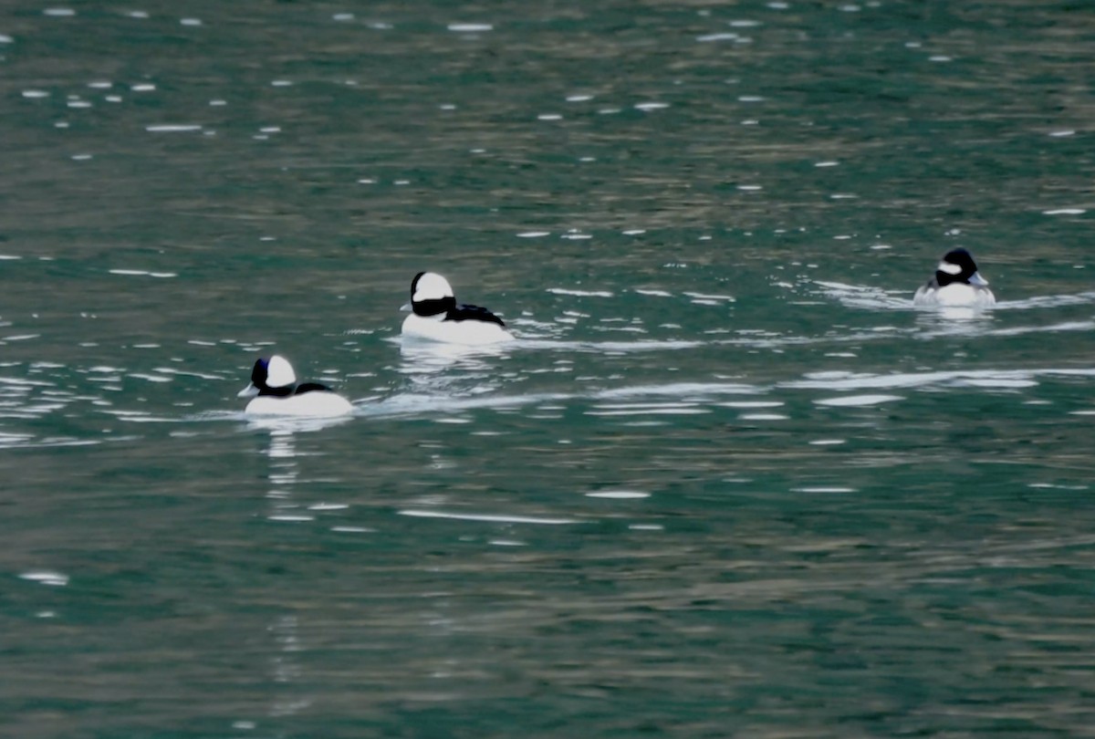 Porrón Albeola - ML646760322