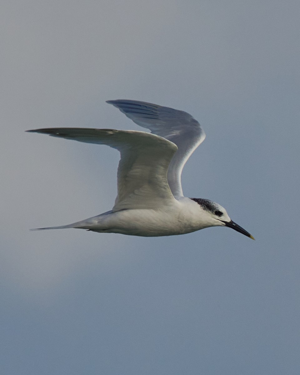 Charrán Patinegro - ML646760324