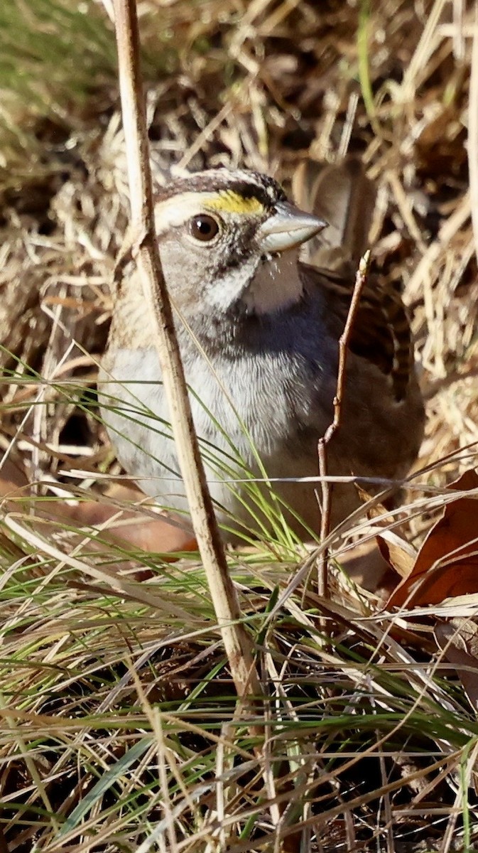 White-throated Sparrow - ML646760325