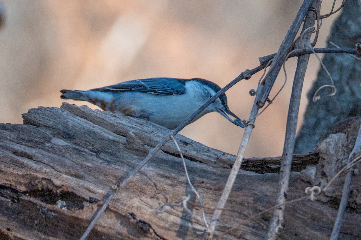 Sittelle à poitrine blanche - ML646760327