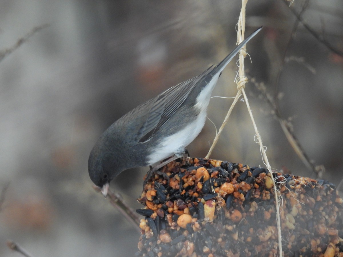 Dark-eyed Junco (Slate-colored) - ML646760330