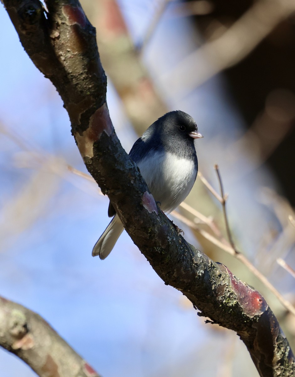 Dark-eyed Junco - ML646760331