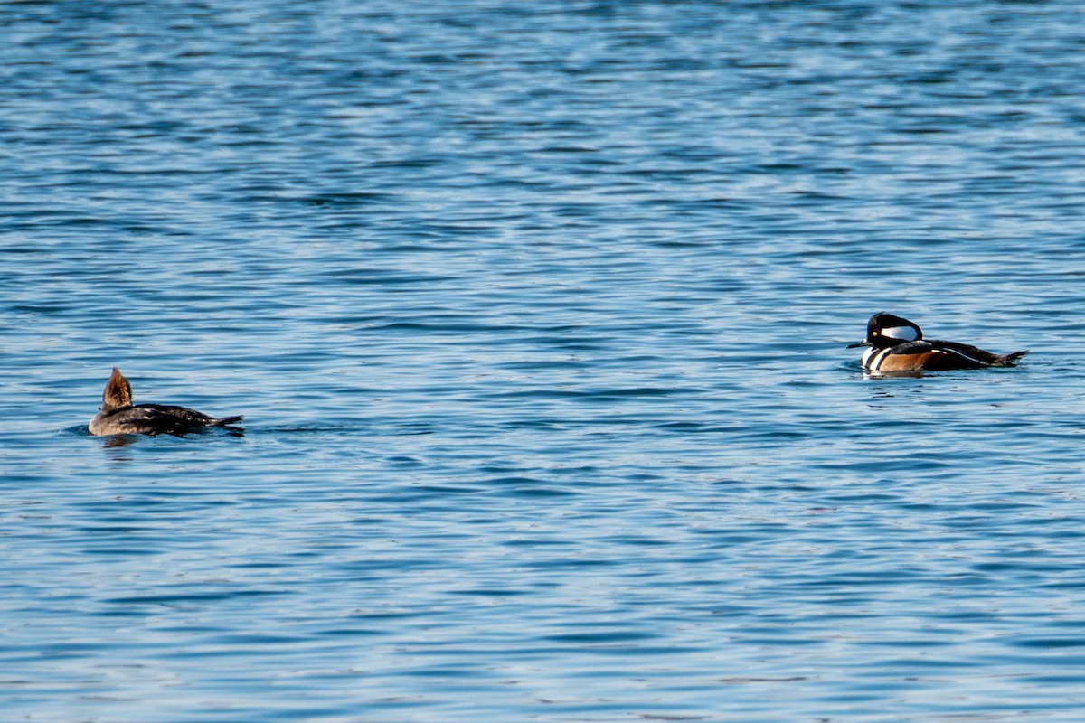 Hooded Merganser - ML646760332