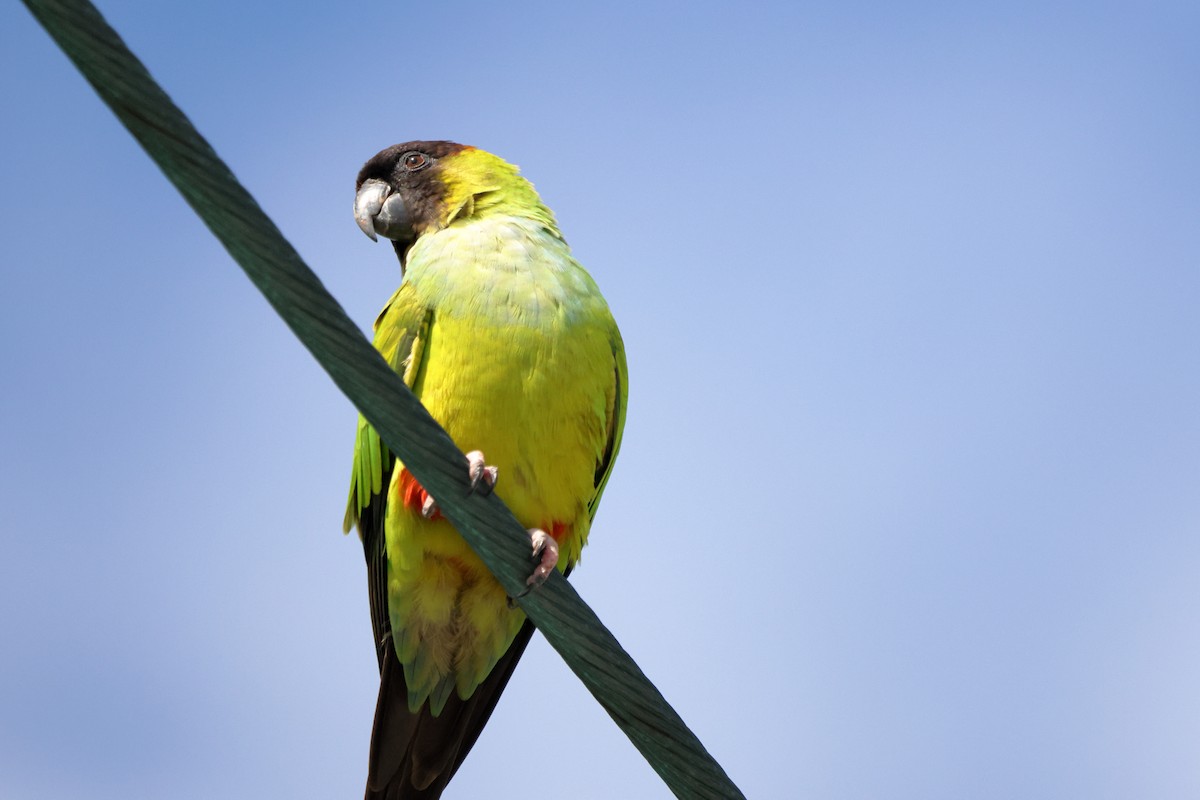 Nandaysittich - ML646760333