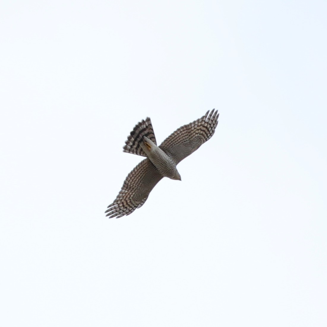 Eurasian Sparrowhawk - ML646760334