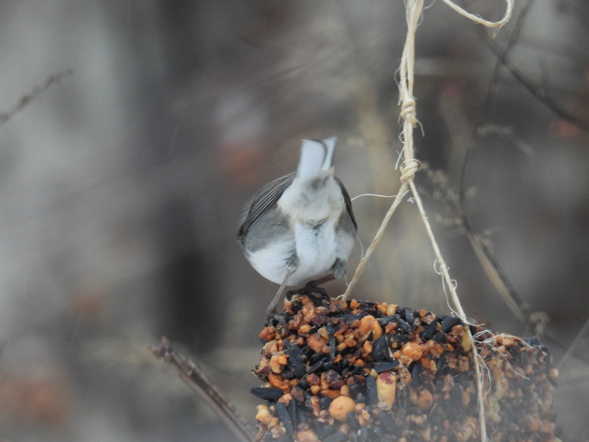 Dark-eyed Junco (Slate-colored) - ML646760335
