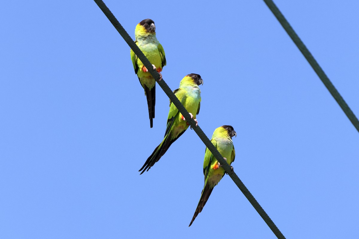 Nandaysittich - ML646760336