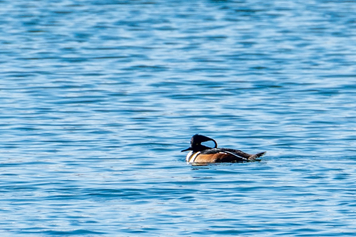 Hooded Merganser - ML646760337