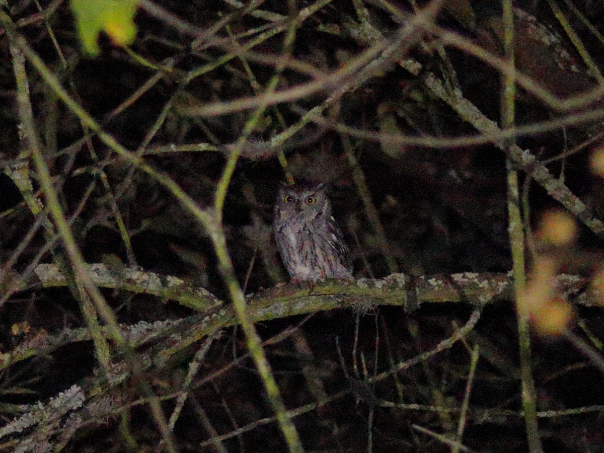 Western Screech-Owl - ML646760338