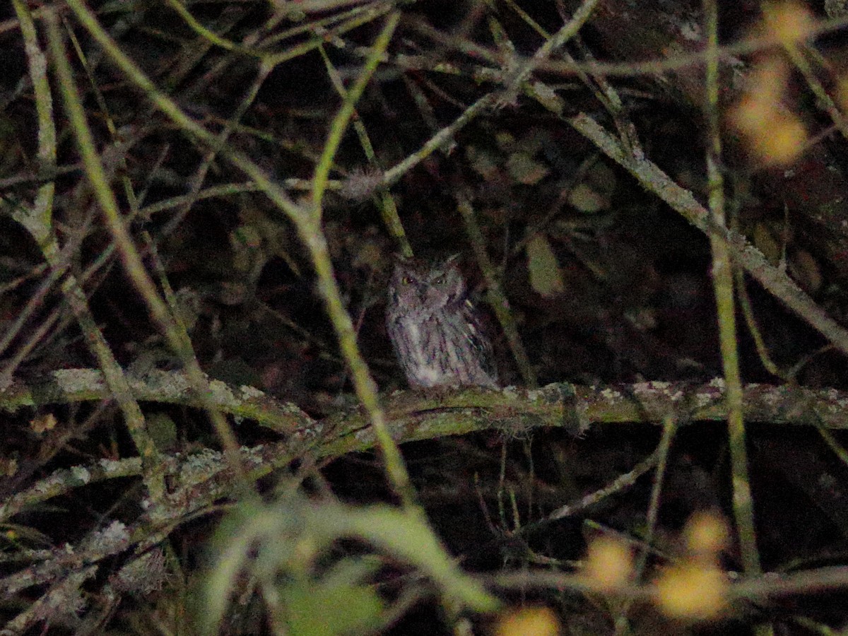 Western Screech-Owl - ML646760339