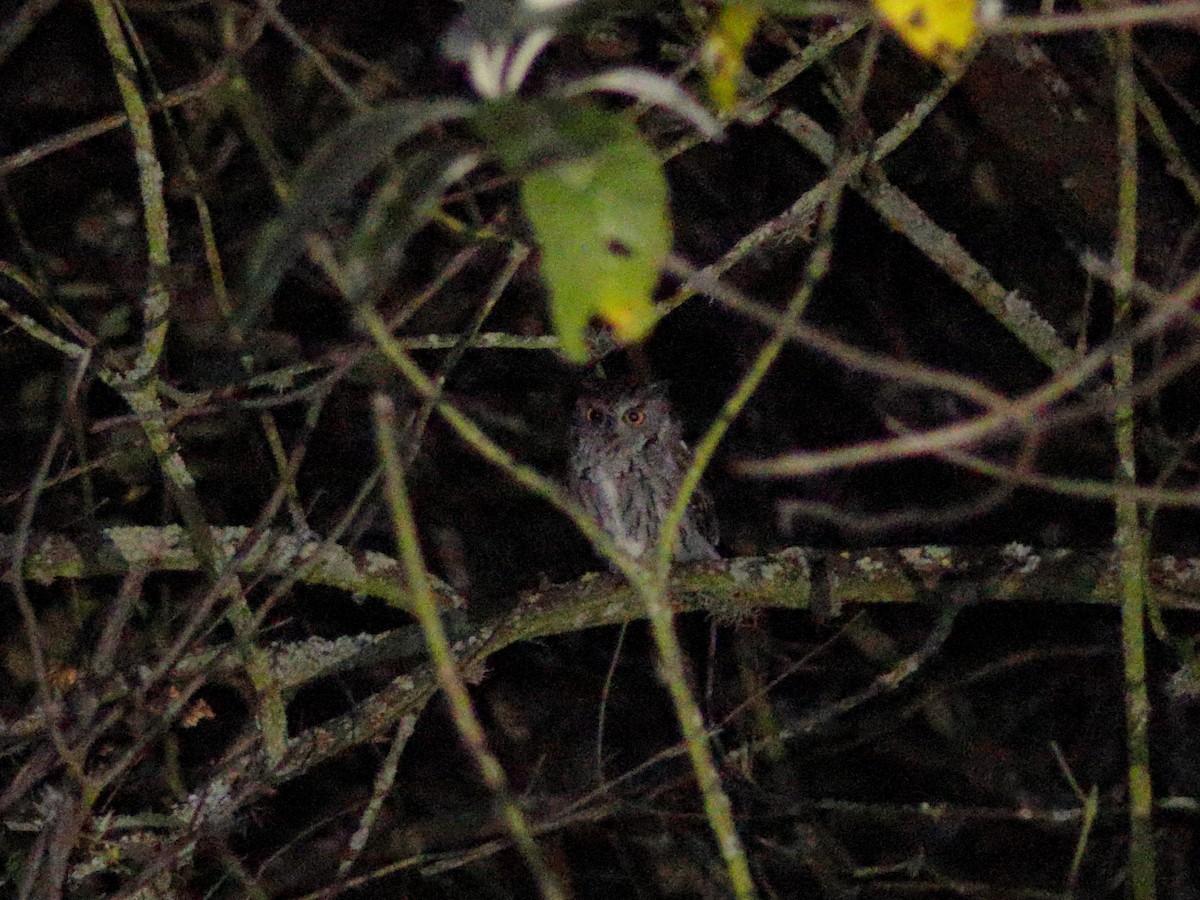 Western Screech-Owl - ML646760340