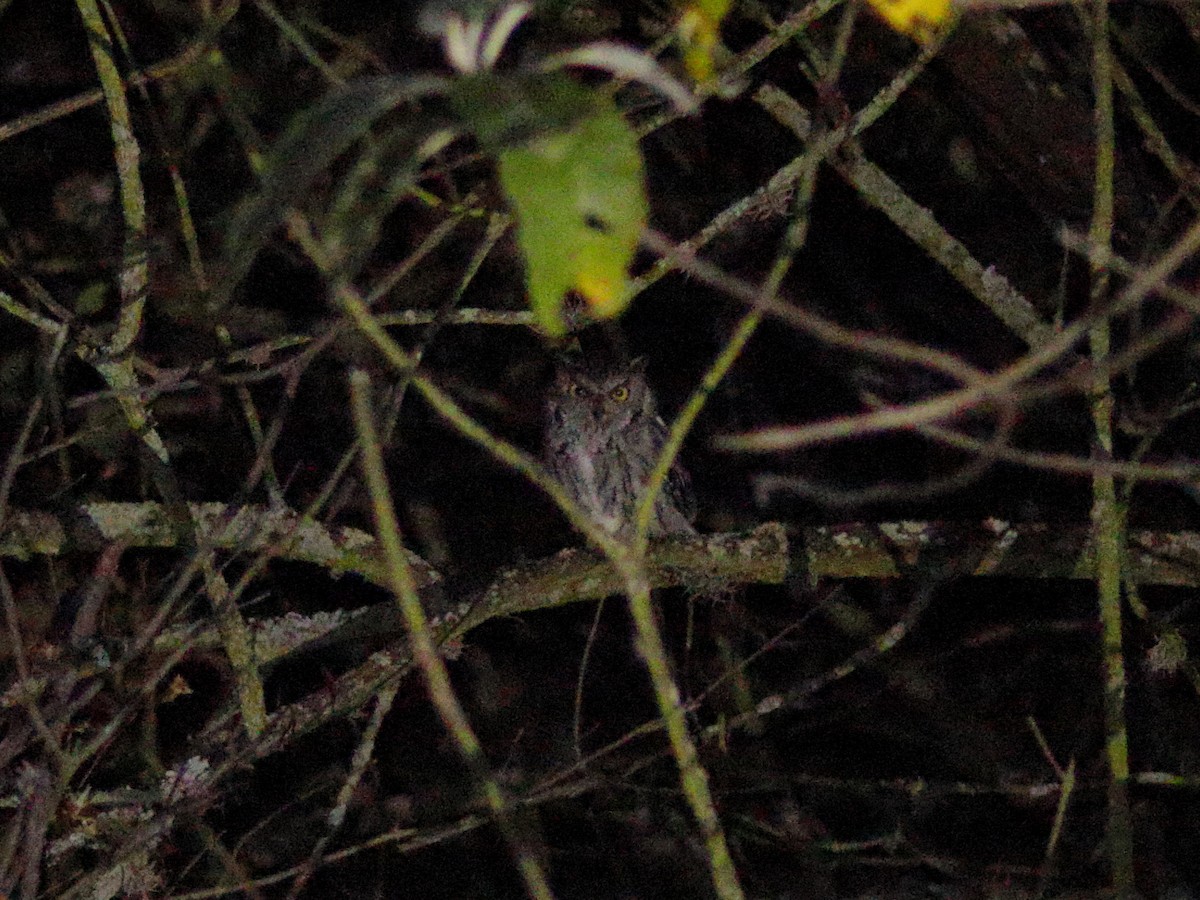 Western Screech-Owl - ML646760341