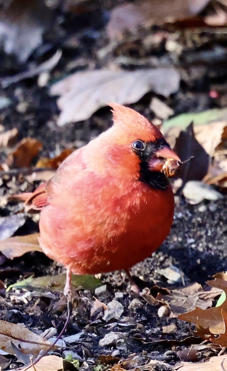 Northern Cardinal - ML646760342