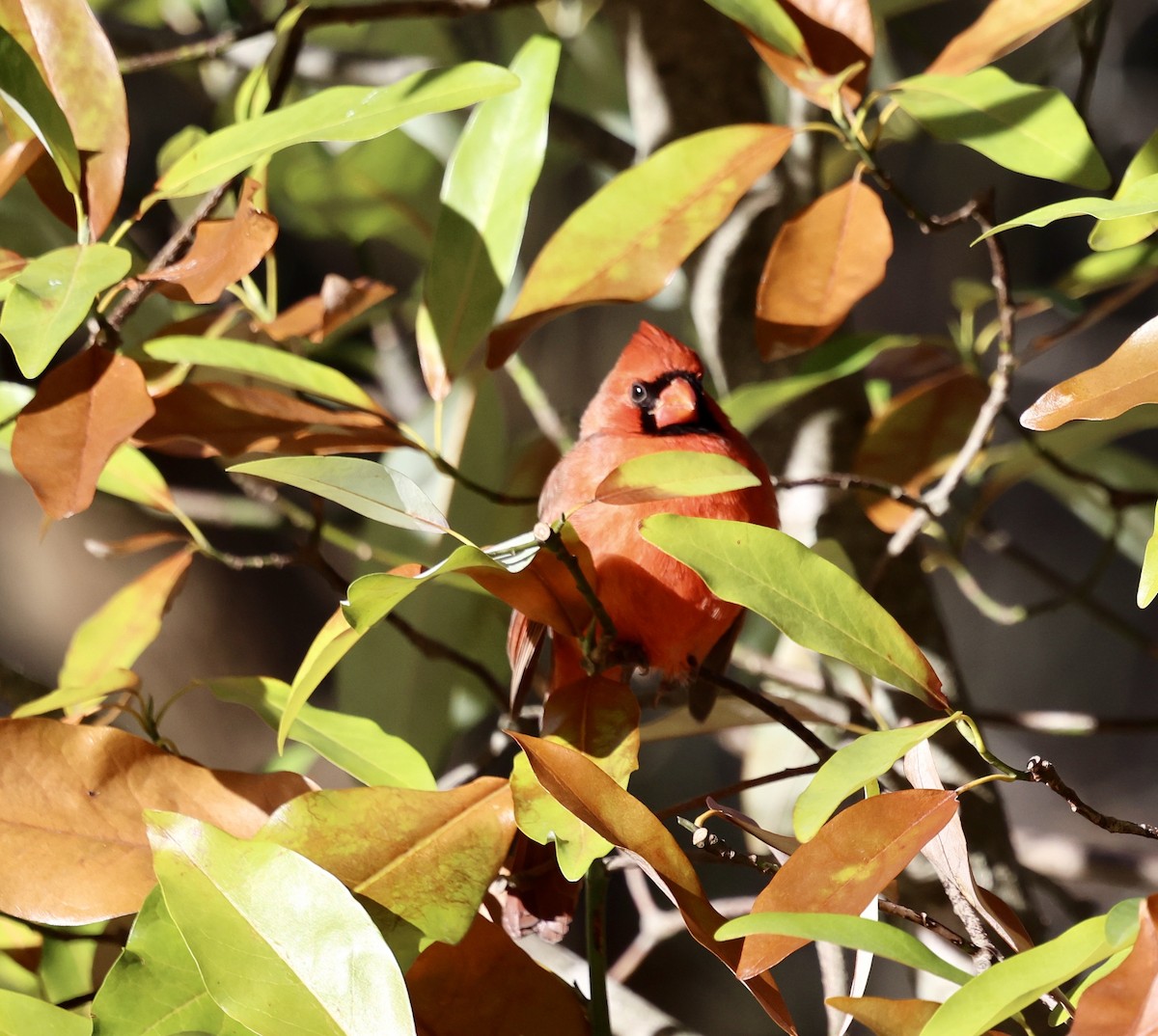 Northern Cardinal - ML646760343