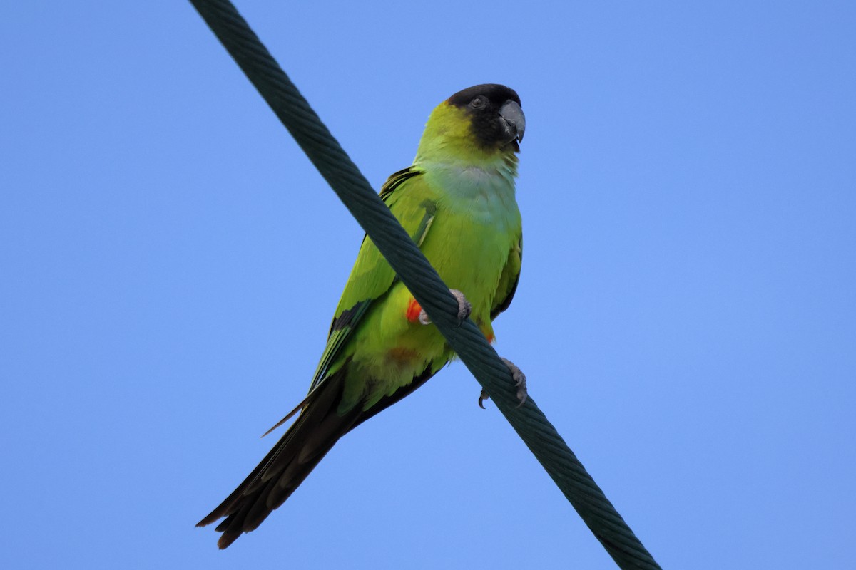 Nanday Parakeet - ML646760344