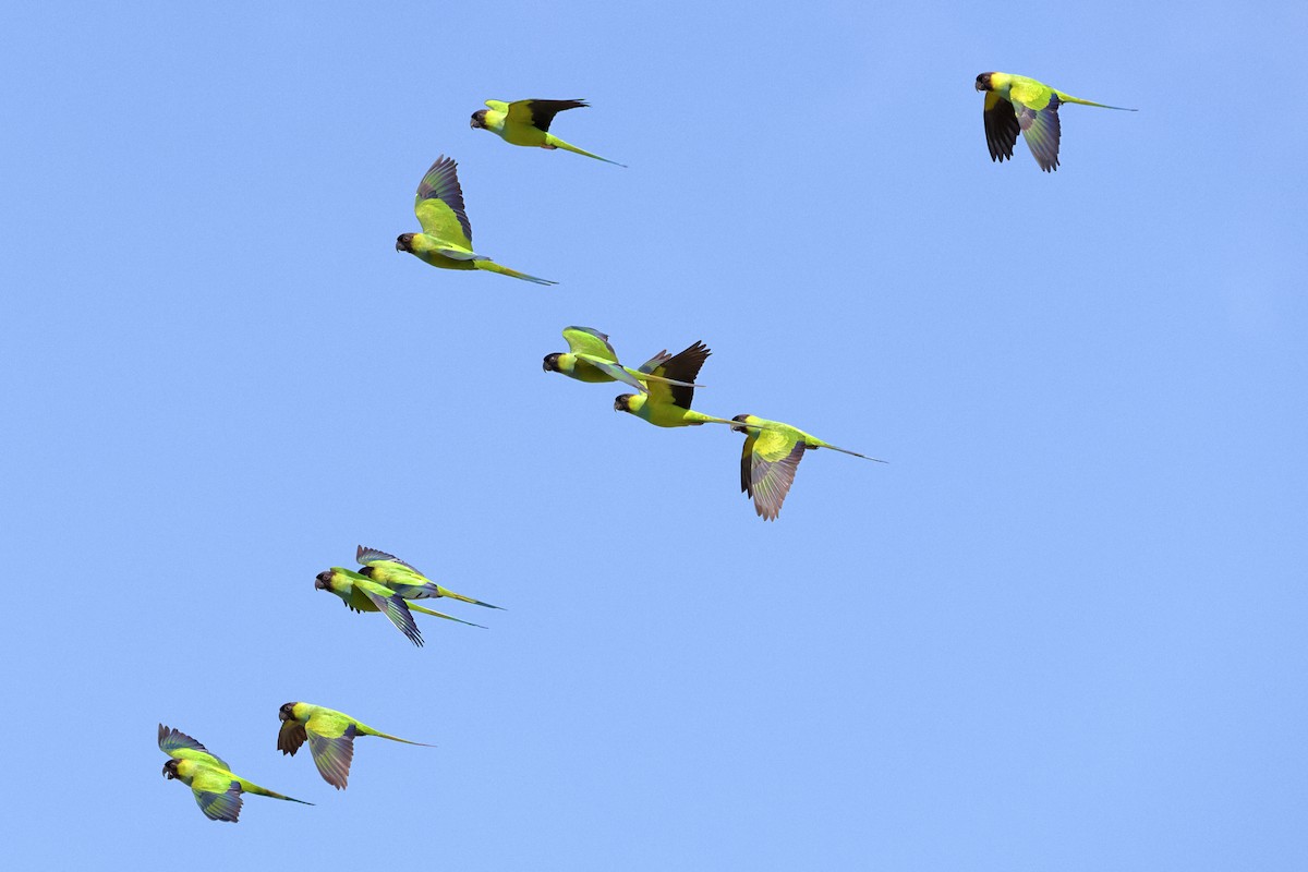 Nanday Parakeet - ML646760345