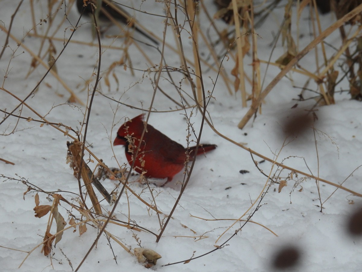 Northern Cardinal - ML646760346