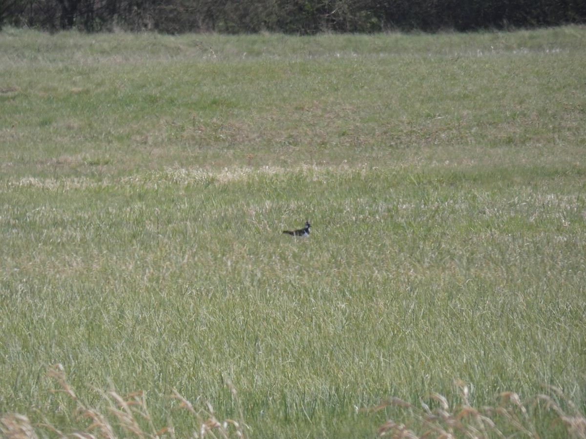 Northern Lapwing - ML646760347