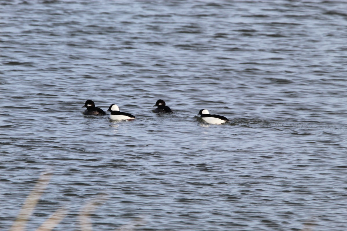 Bufflehead - ML646760350