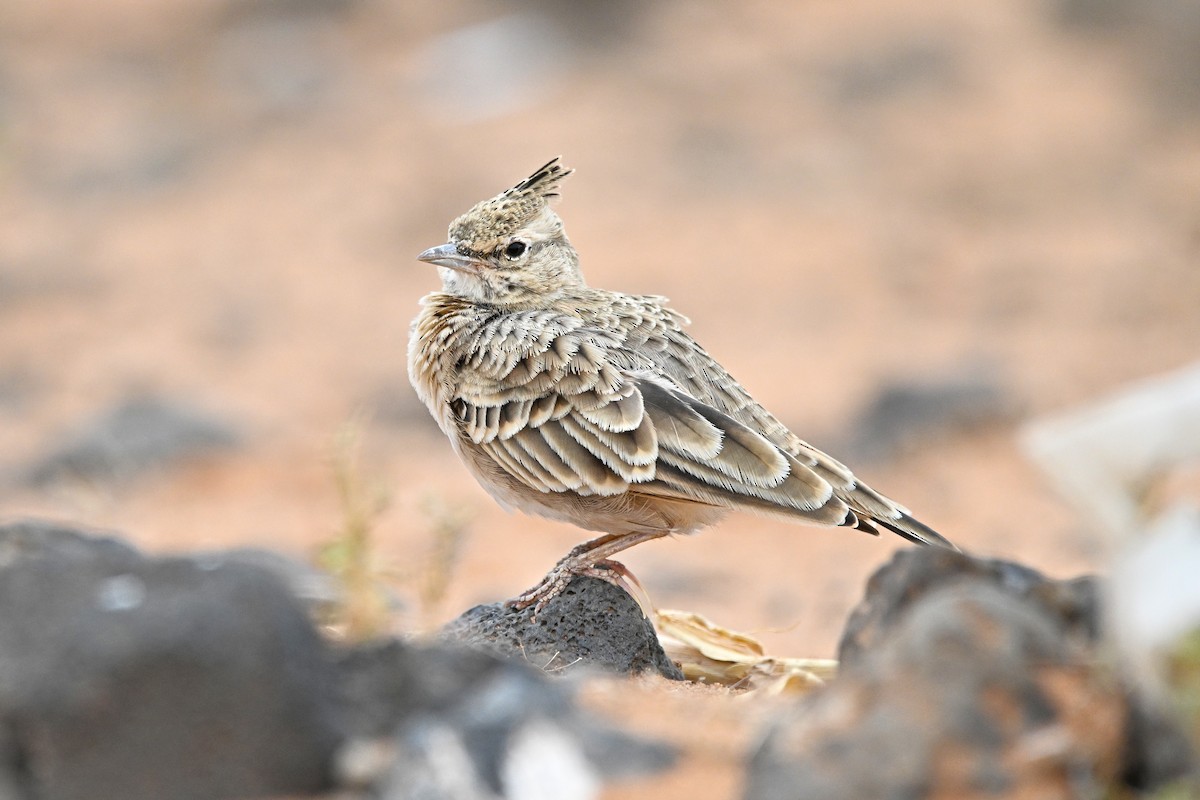 Crested Lark - ML646760351