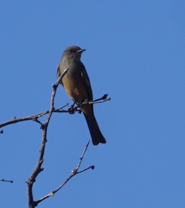 Say's Phoebe - ML646760352