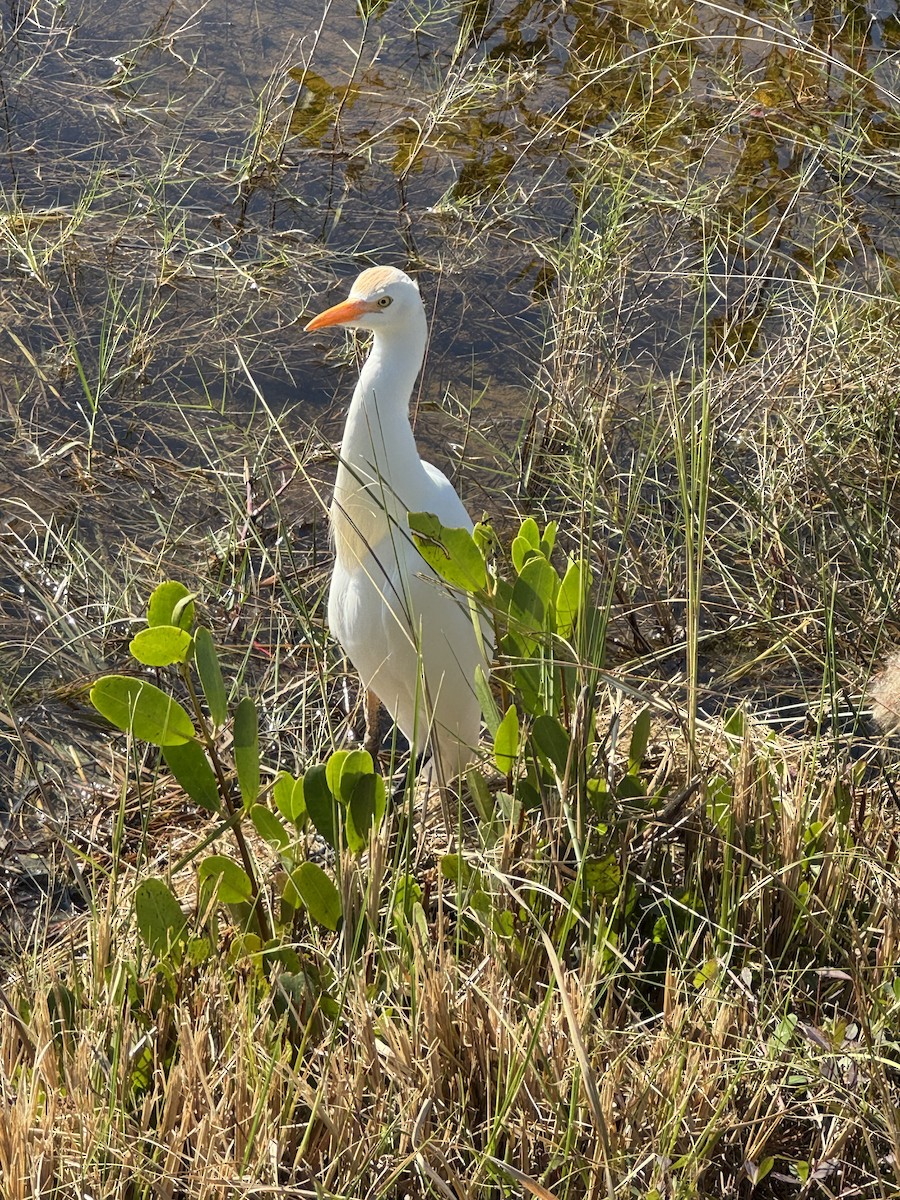 Western Cattle-Egret - ML646760356
