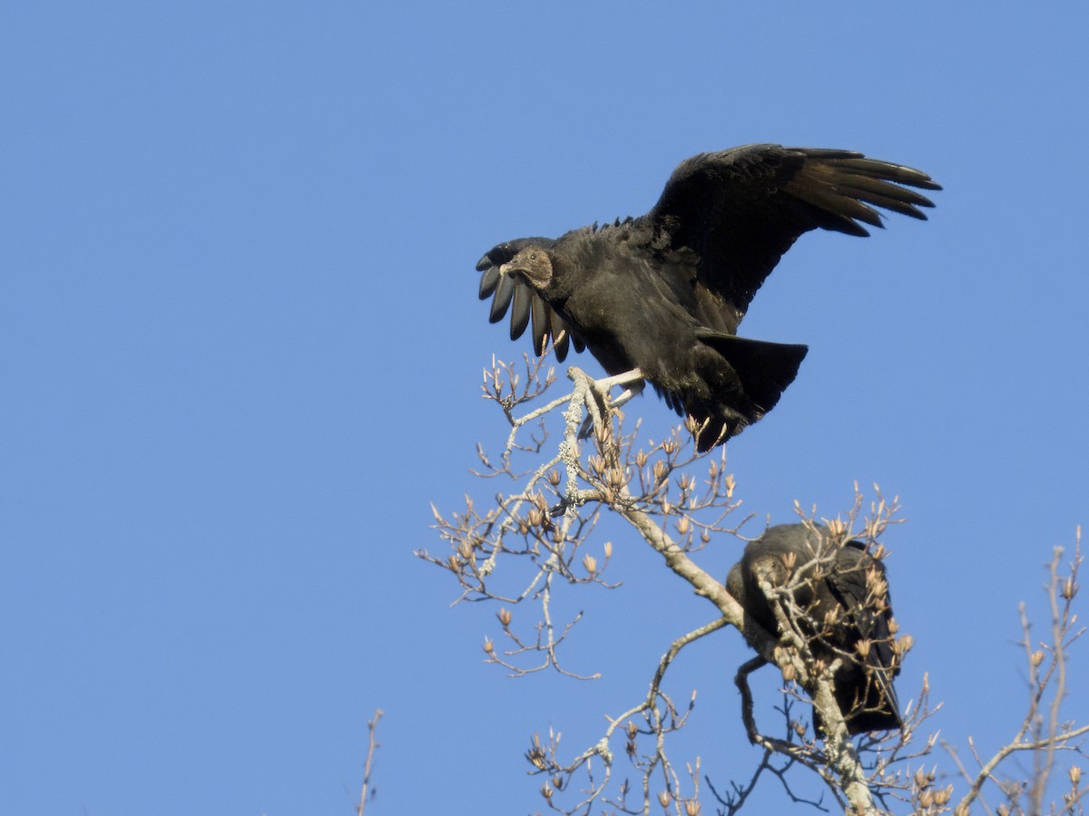 Катарта чорна - ML646760357