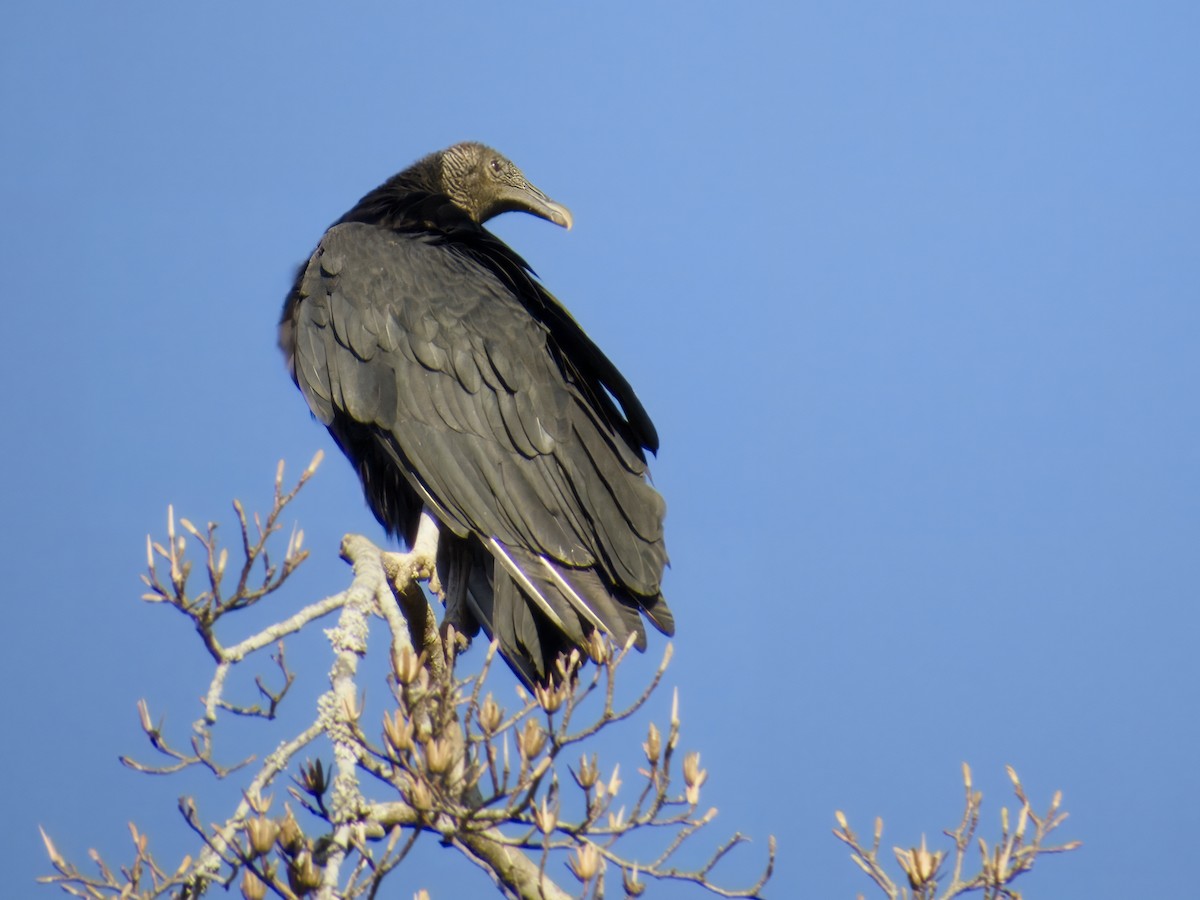 Катарта чорна - ML646760358