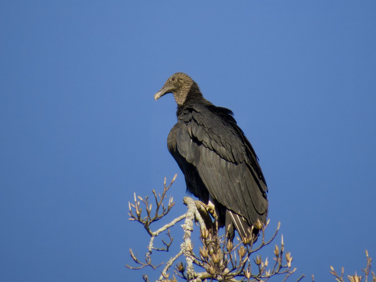 Катарта чорна - ML646760359