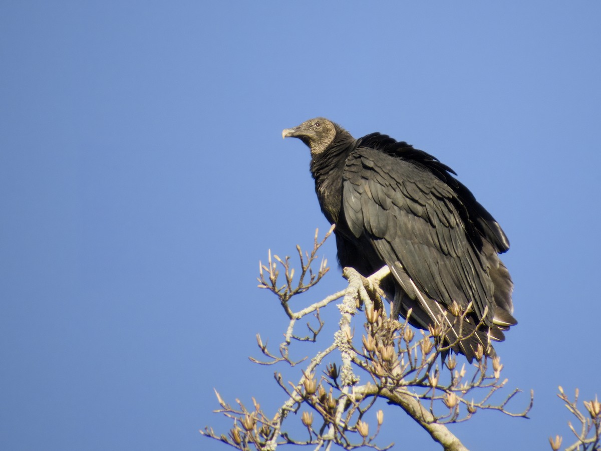 Катарта чорна - ML646760360