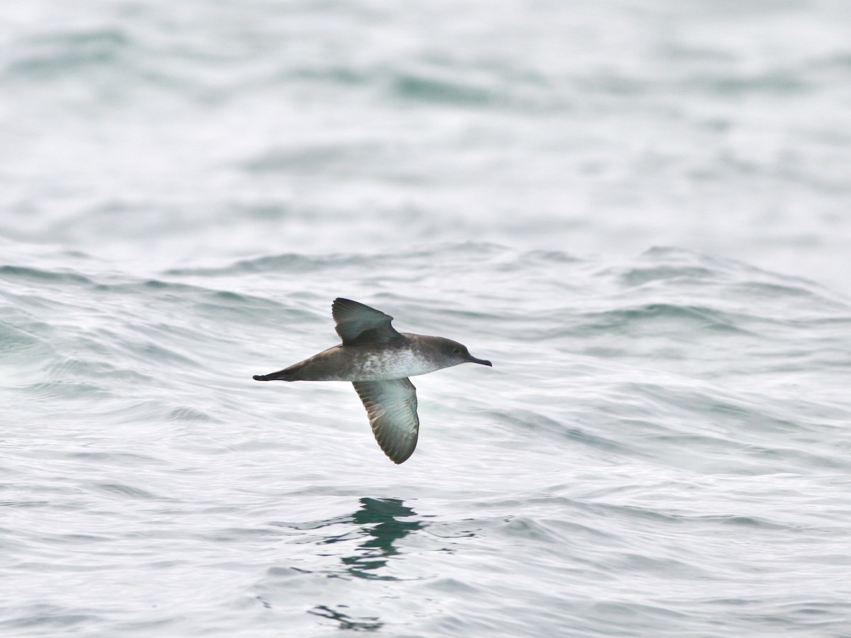 Balearic Shearwater - ML646760361