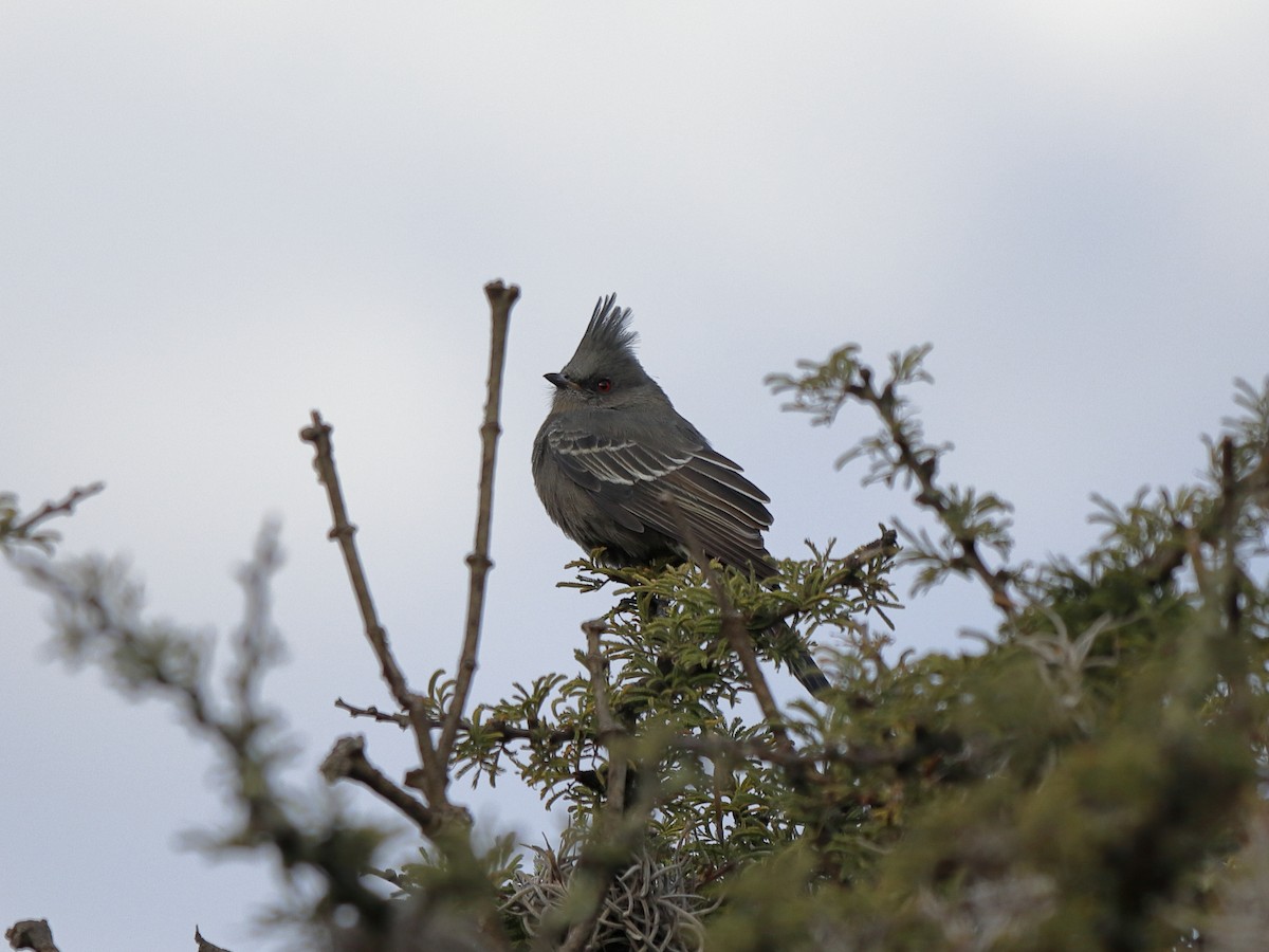 Phainopepla - ML646760362