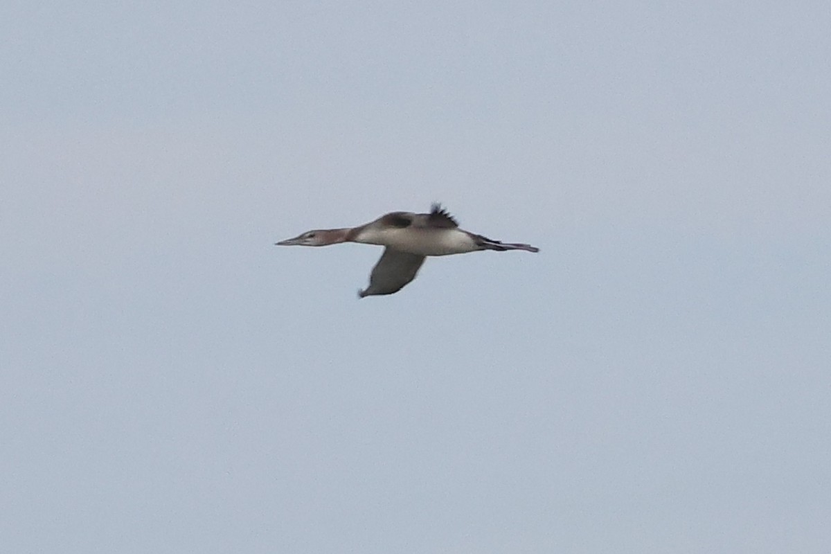 Common Loon - ML646760364