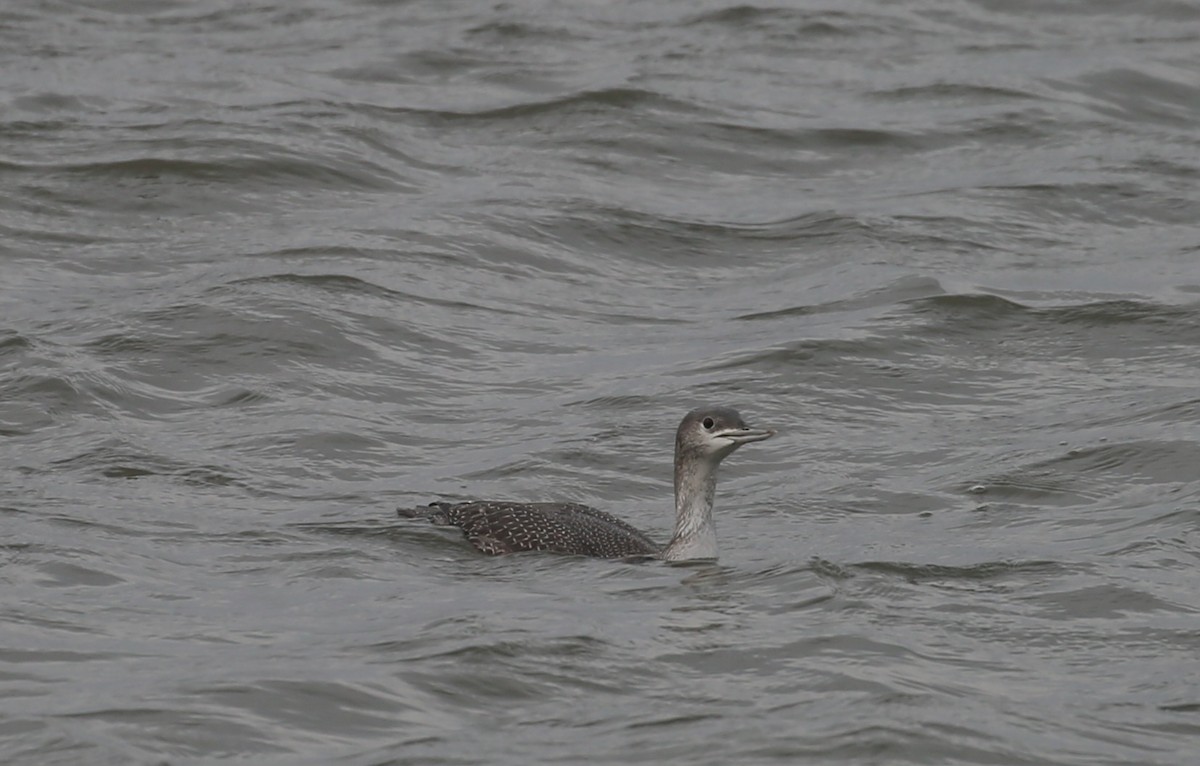 Red-throated Loon - ML646760367
