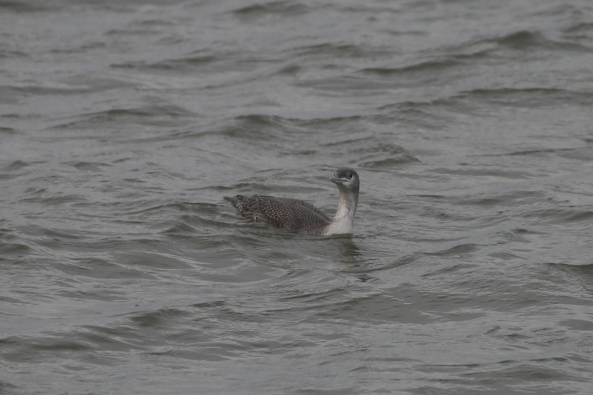 Red-throated Loon - ML646760368