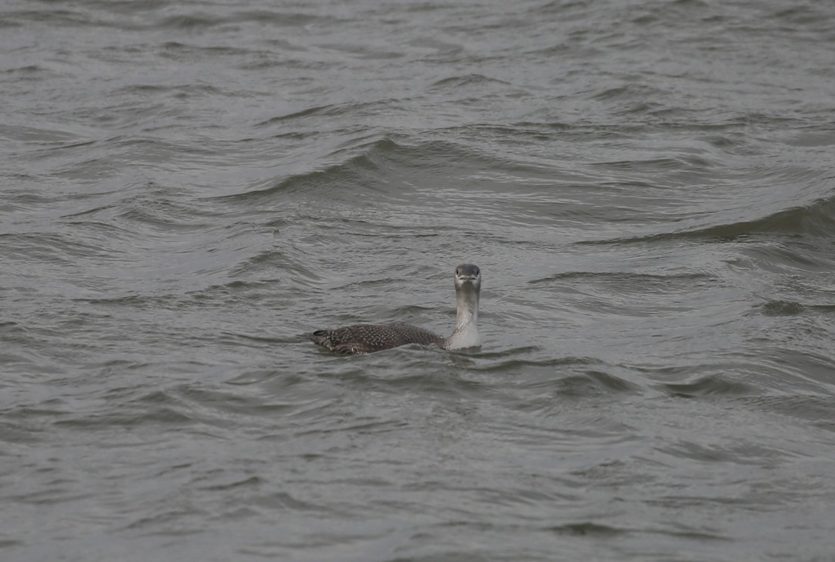 Red-throated Loon - ML646760369