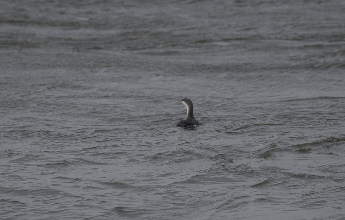 Red-throated Loon - ML646760370