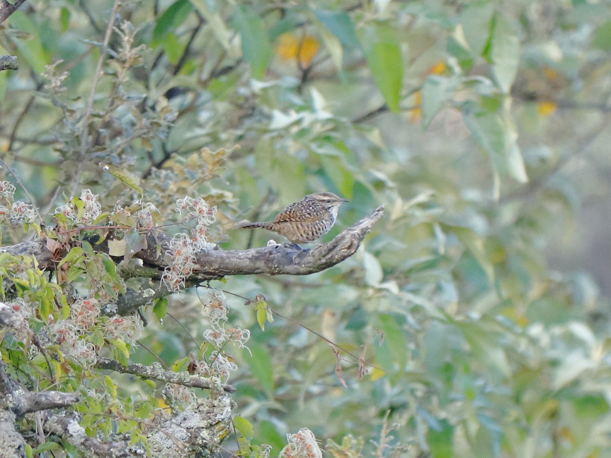 Spotted Wren - ML646760371