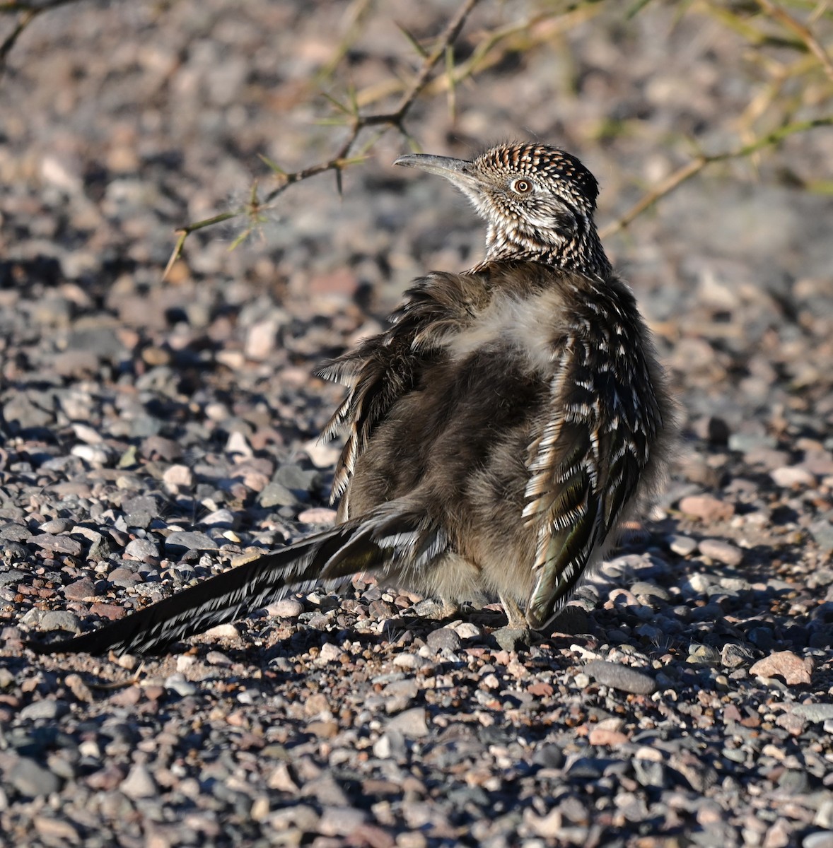 Greater Roadrunner - ML646760374