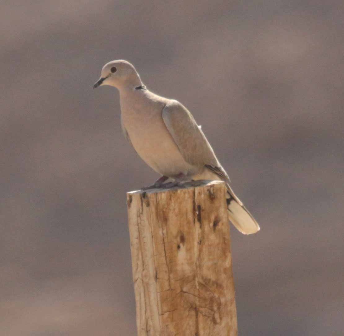 African Collared-Dove - ML646760375