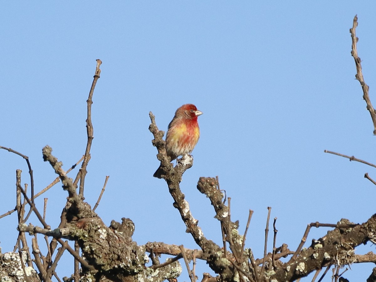 House Finch - ML646760376