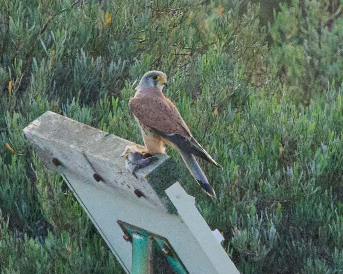 Eurasian Kestrel - ML646760377