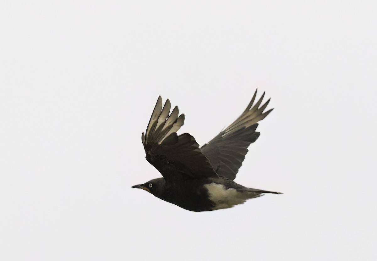 African Pied Starling - ML646760378