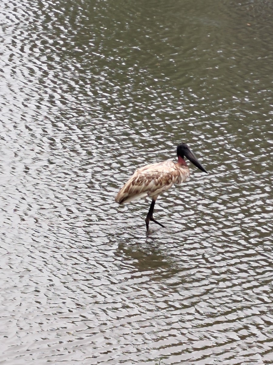 Jabiru - ML646760379