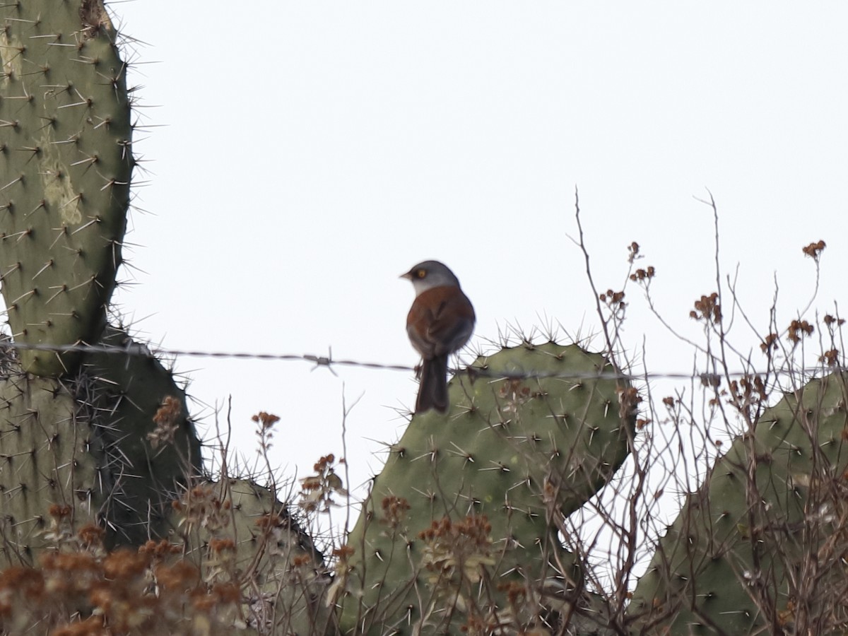 Yellow-eyed Junco - ML646760381
