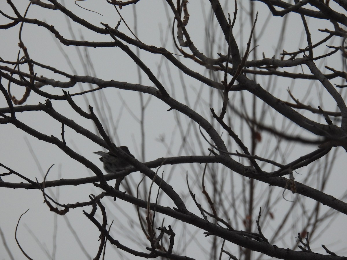 Dark-eyed Junco (Slate-colored) - ML646760382