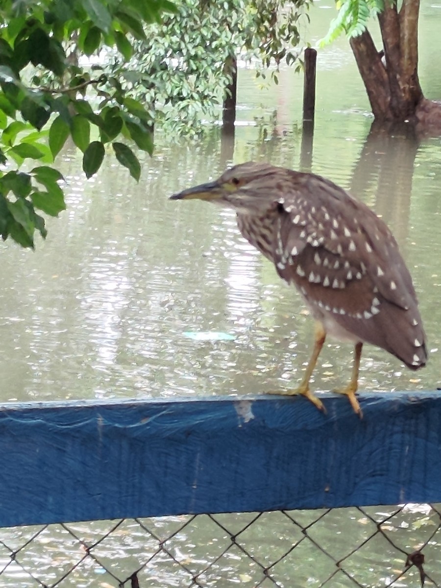 Black-crowned Night Heron - ML646760383